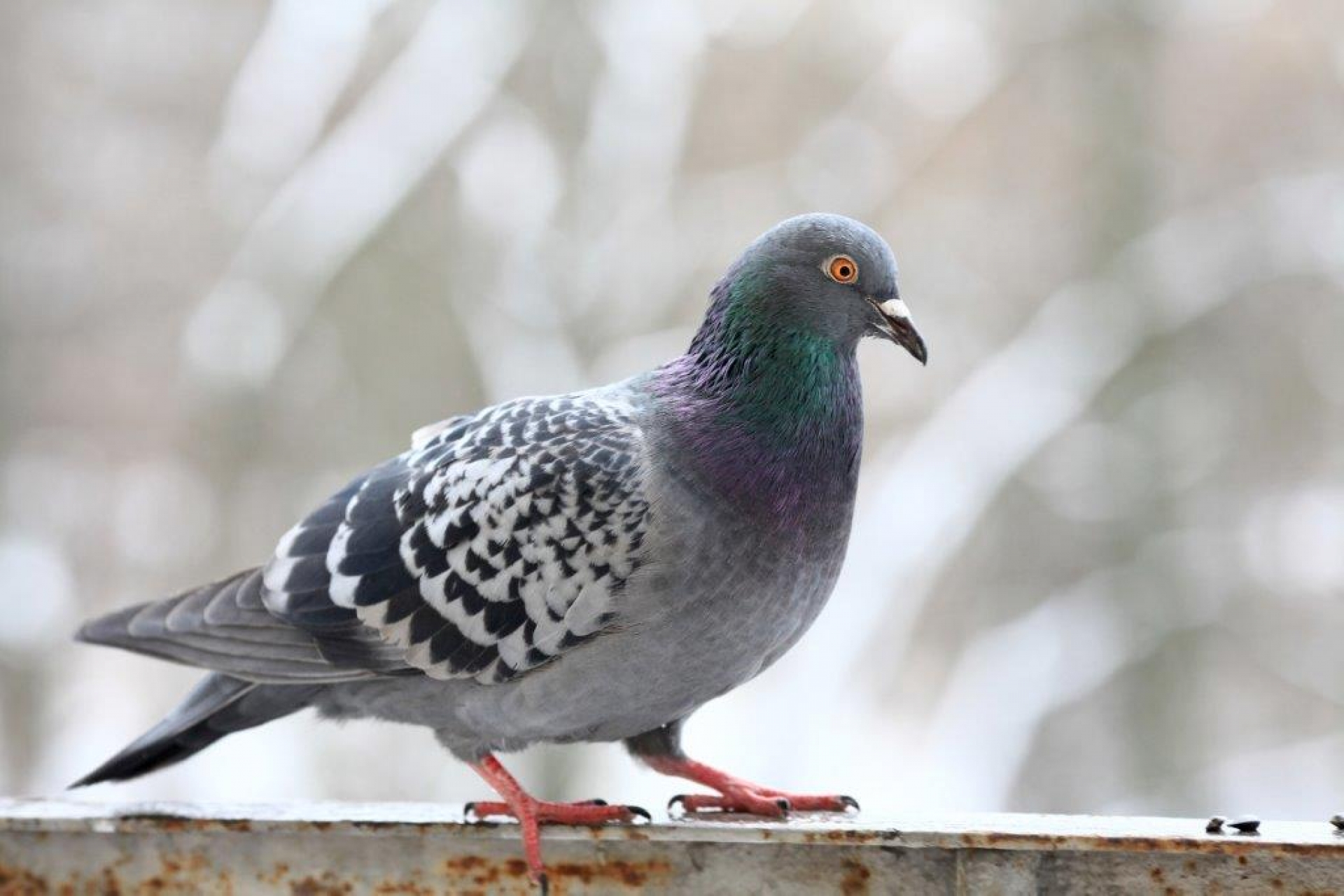 Como funciona o controlo de pombos sustentável?”