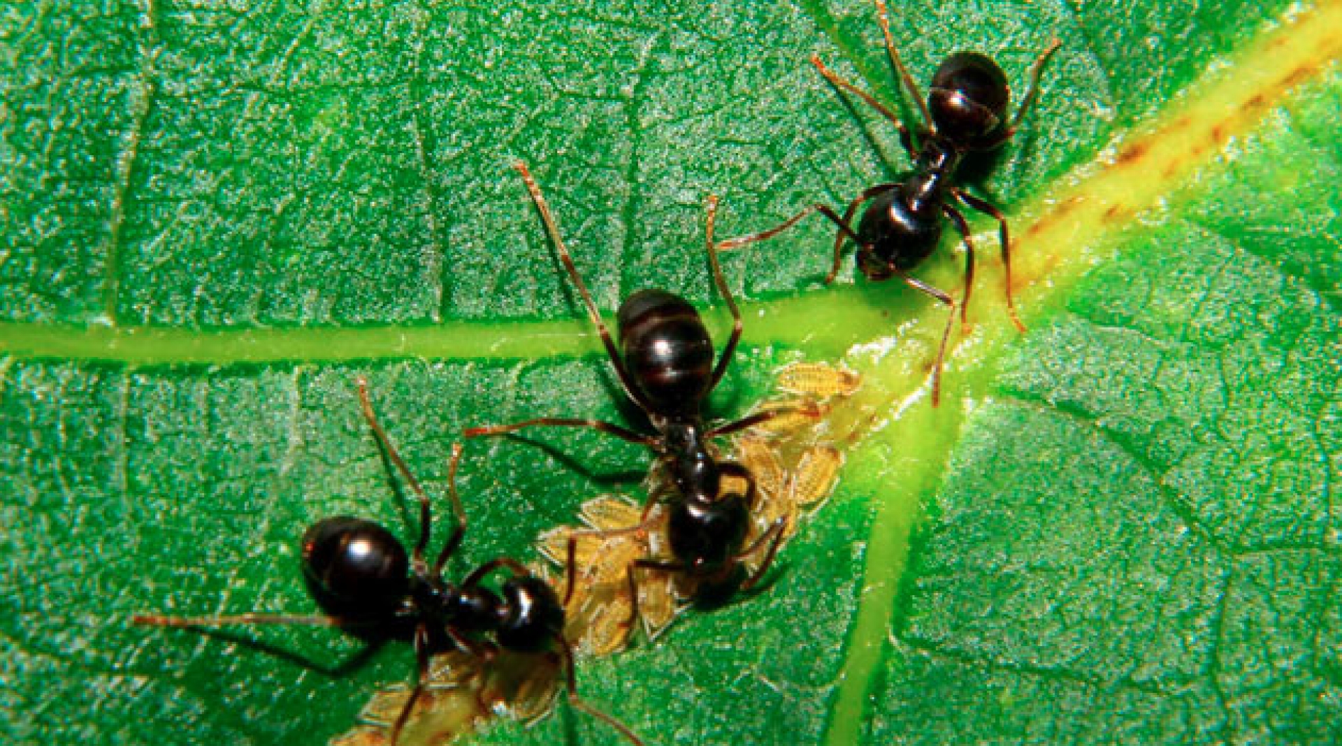 Espécies de Formigas mais comuns em Portugal