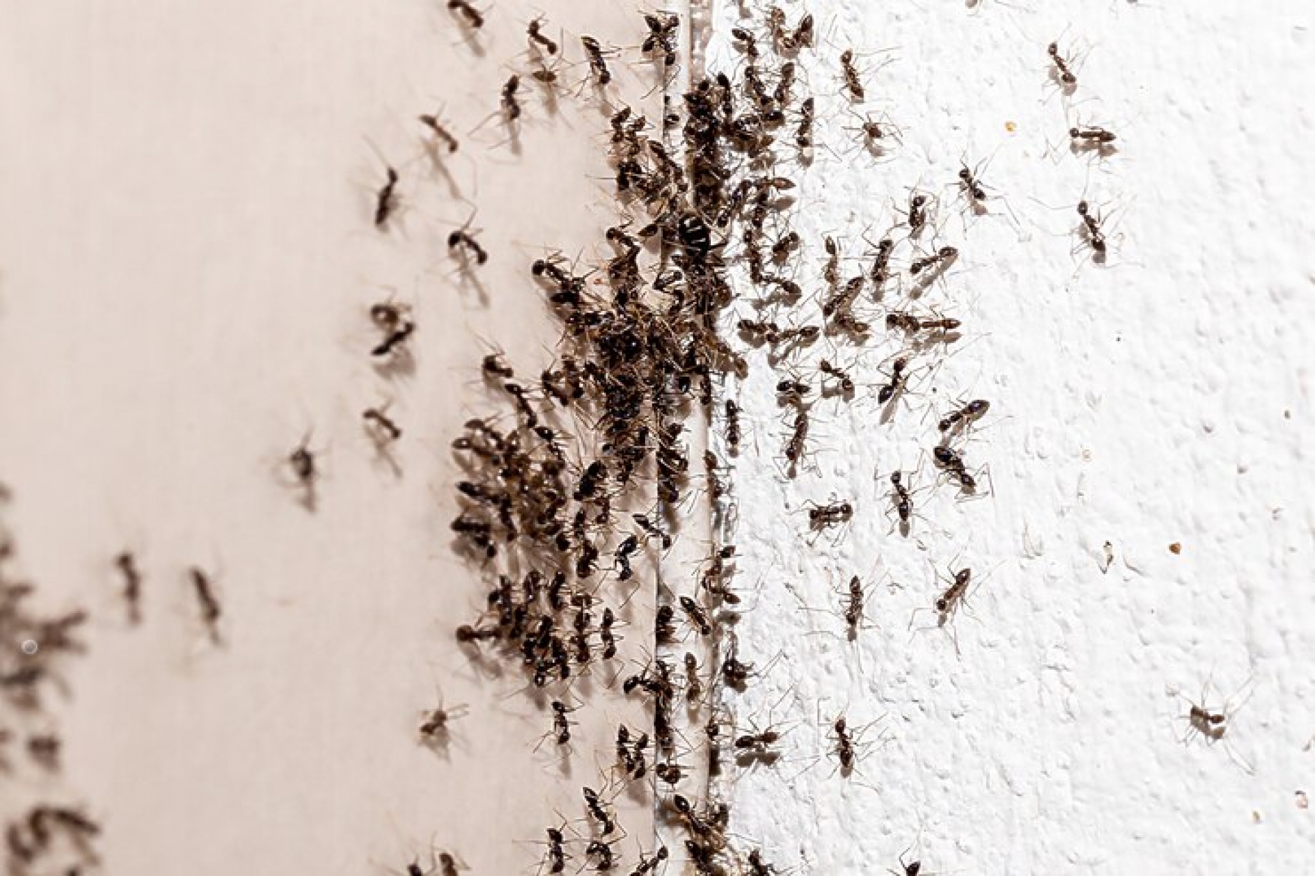 Inspecção e identificação de Formigas – Controlo de Pragas