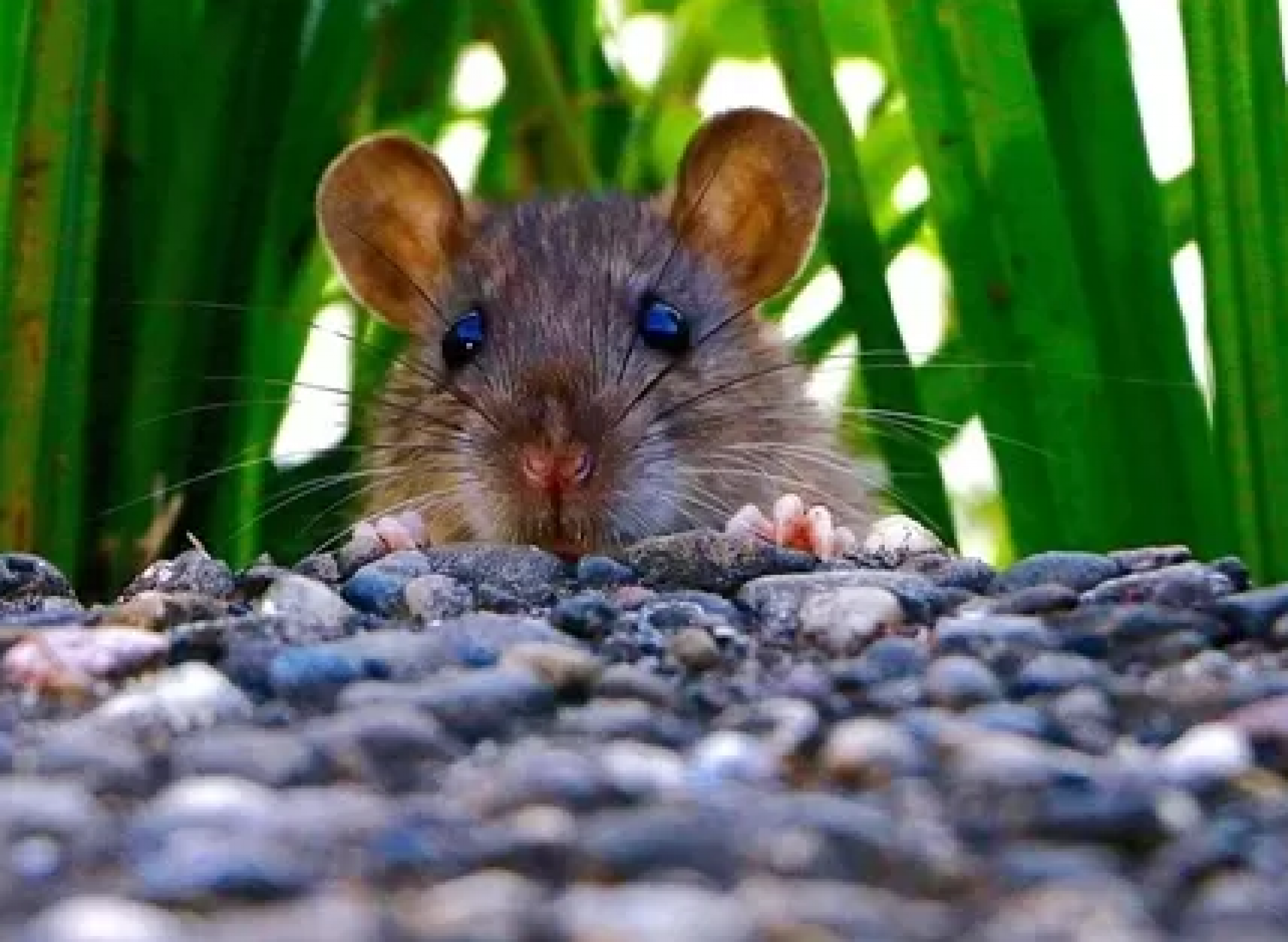 Como eliminar Camundongos – Controlo de Pragas